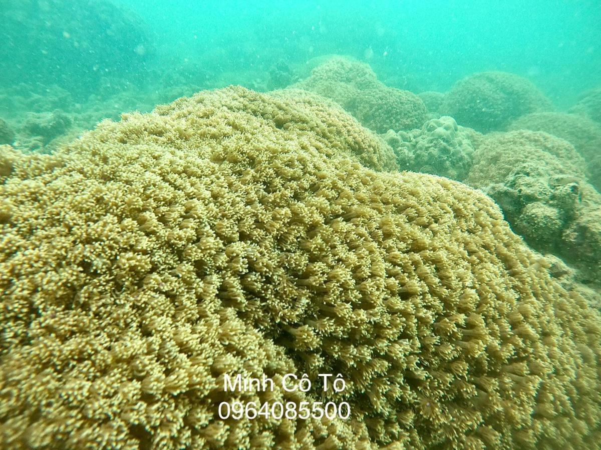 Coto Island Beach Village Homestay Dao Co To Buitenkant foto
